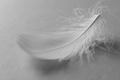 Photo of Fluffy white feather on light grey background, closeup