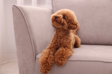 Cute Maltipoo dog resting on armchair indoors. Lovely pet