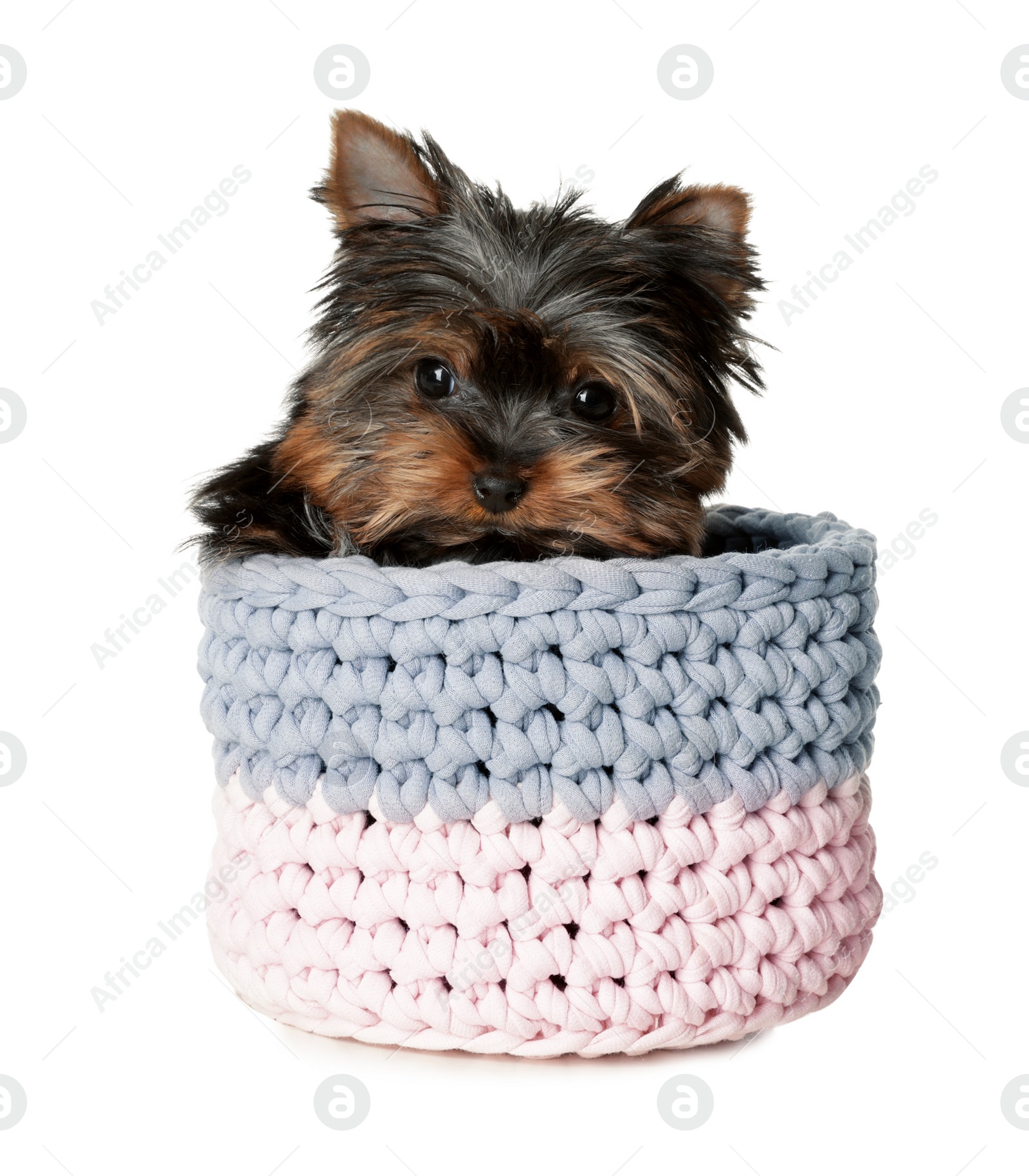 Photo of Cute Yorkshire terrier puppy in knitted basket on white background. Happy dog