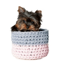 Cute Yorkshire terrier puppy in knitted basket on white background. Happy dog