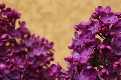 Photo of Closeup view of beautiful lilac flowers on beige background