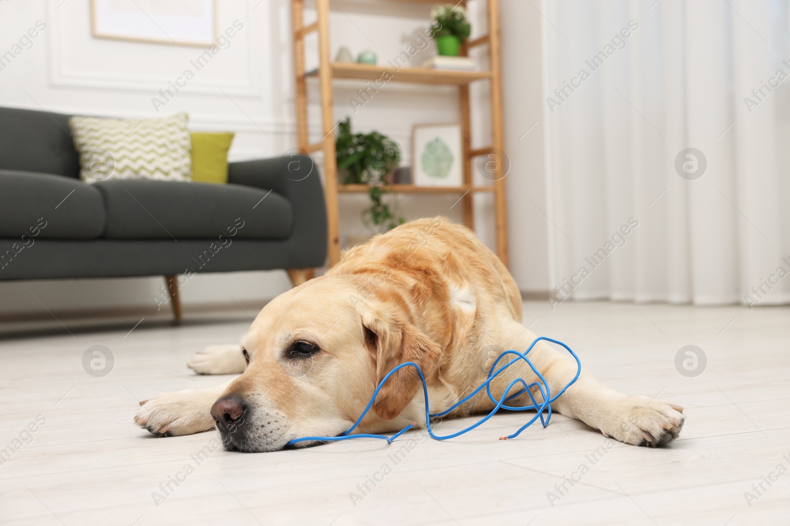 Photo of Naughty Labrador Retriever dog near damaged electrical wire at home