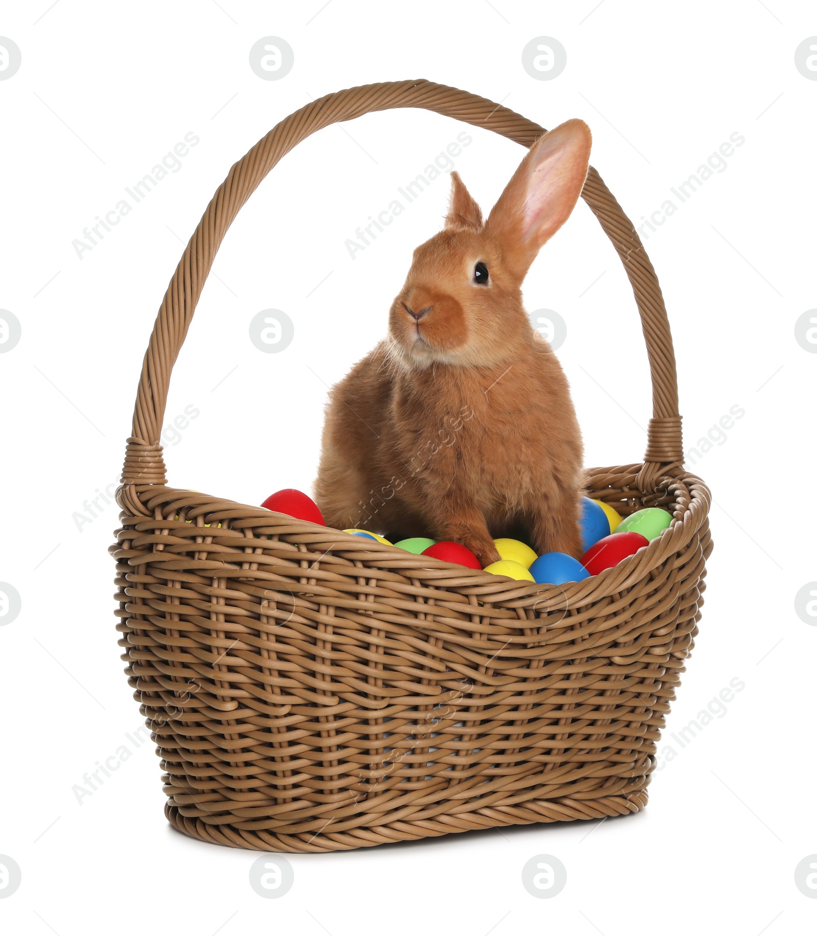 Photo of Adorable furry Easter bunny in wicker basket with dyed eggs on white background