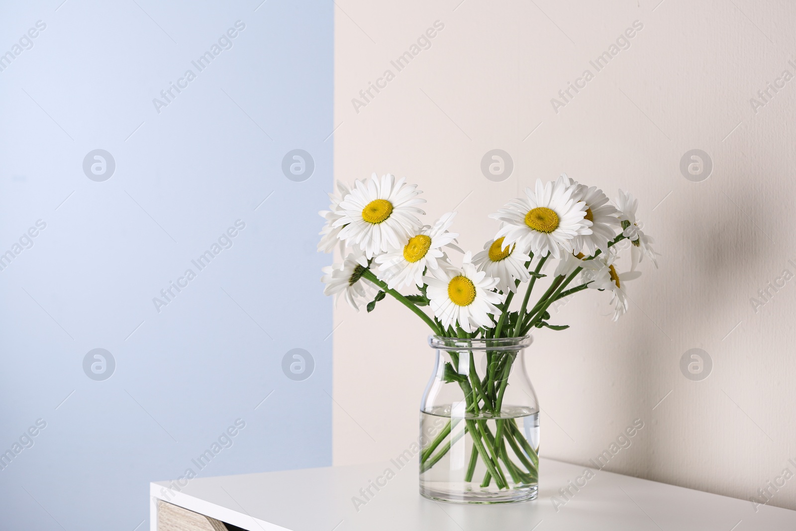 Photo of Beautiful tender chamomile flowers in vase on white wooden commode near color wall, space for text