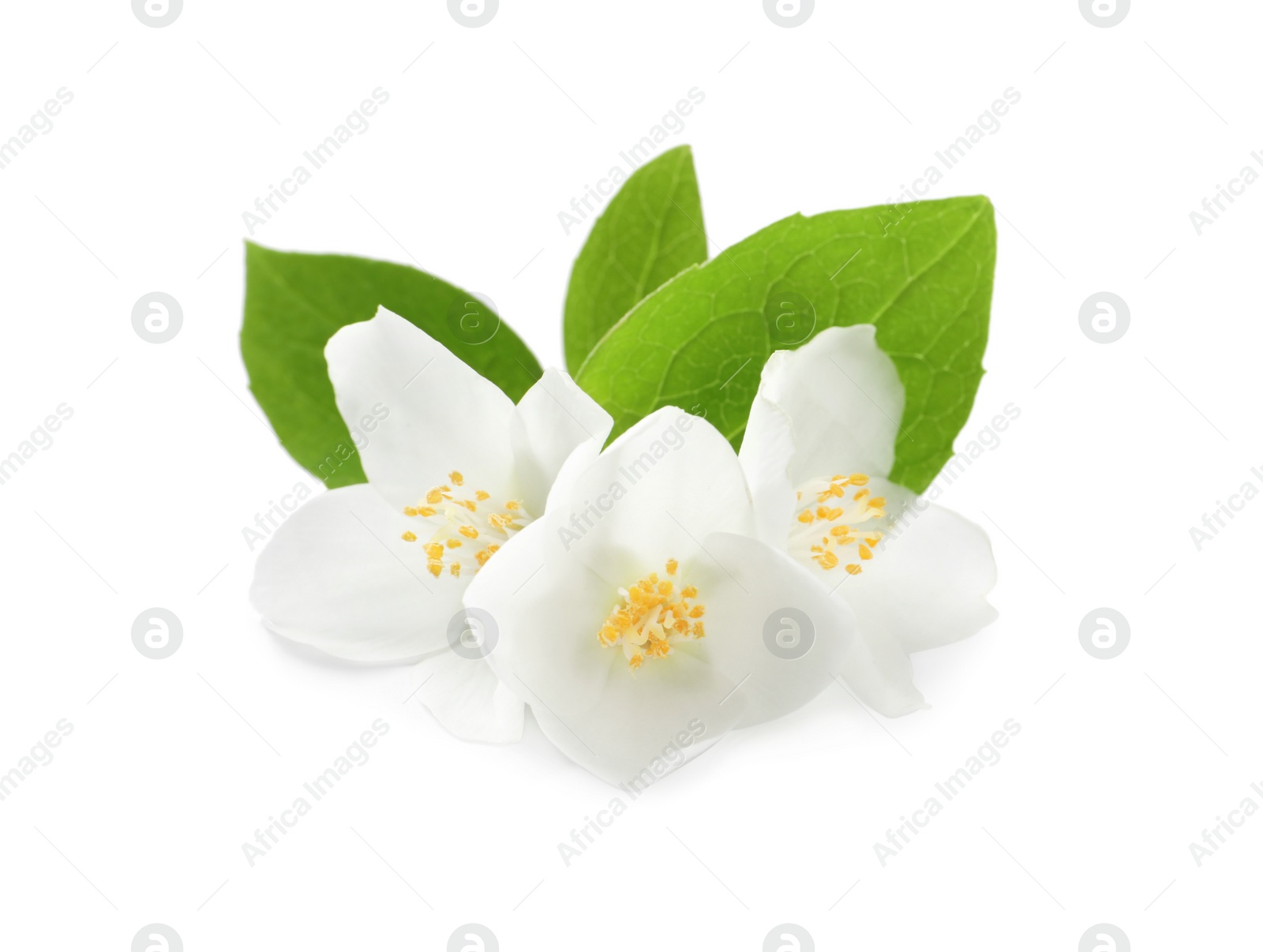 Photo of Beautiful flowers of jasmine plant with leaves on white background