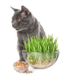 Image of Adorable cat, glass bowls with fresh green grass and seeds on white background