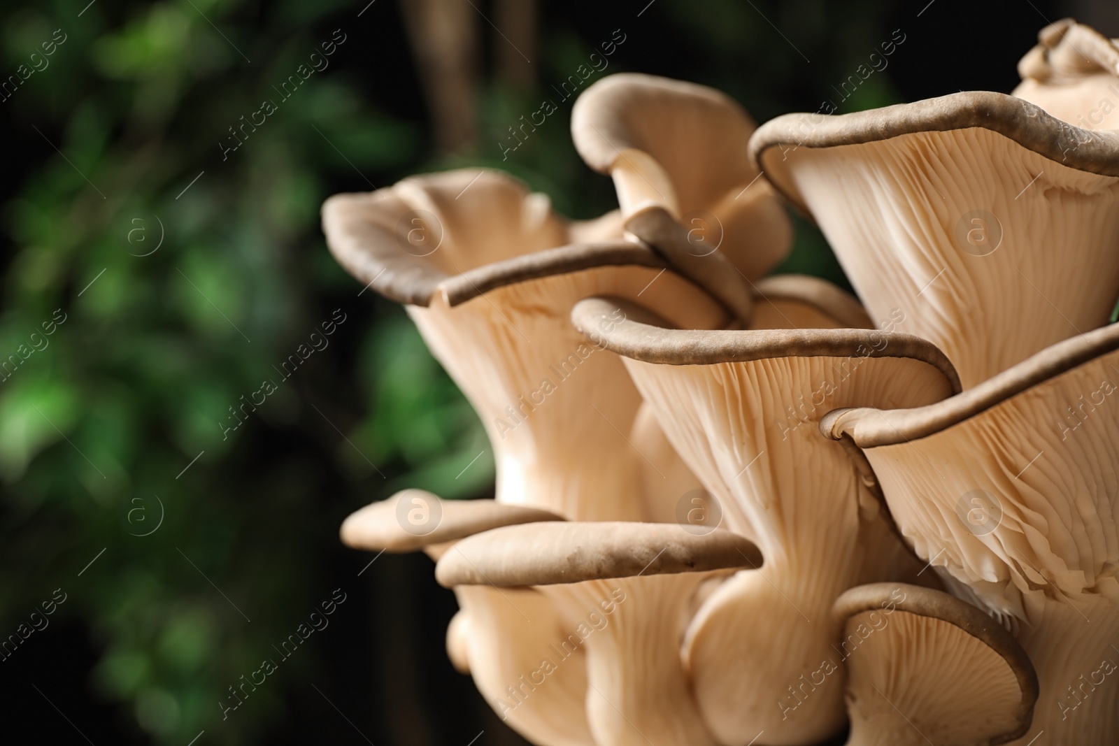Photo of Fresh wild mushrooms on dark blurred background