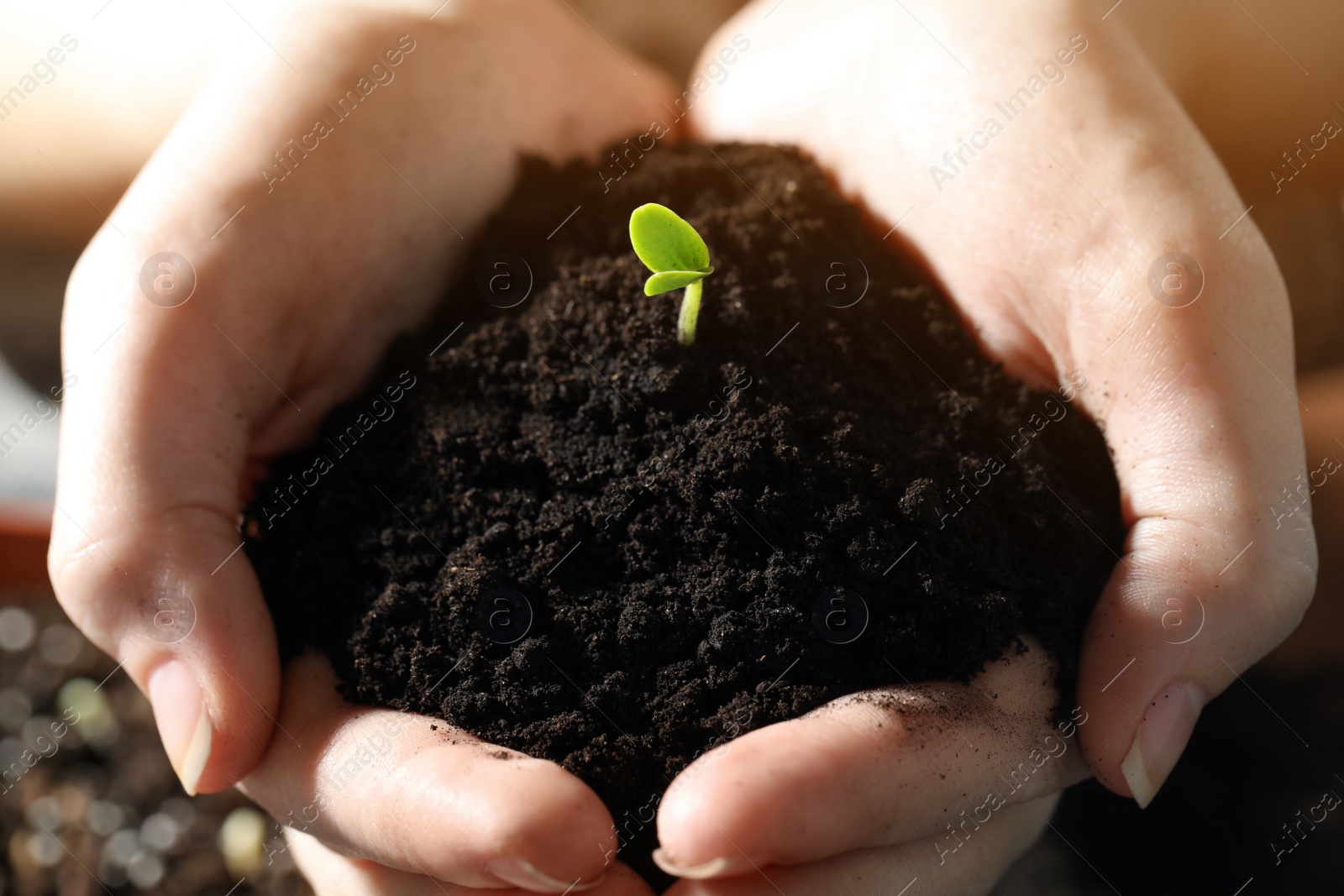 Photo of Woman holding soil with little green seedling, closeup