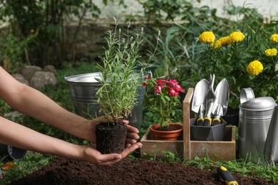 Photo of Woman holding beautiful lavender flower over soil in garden, closeup