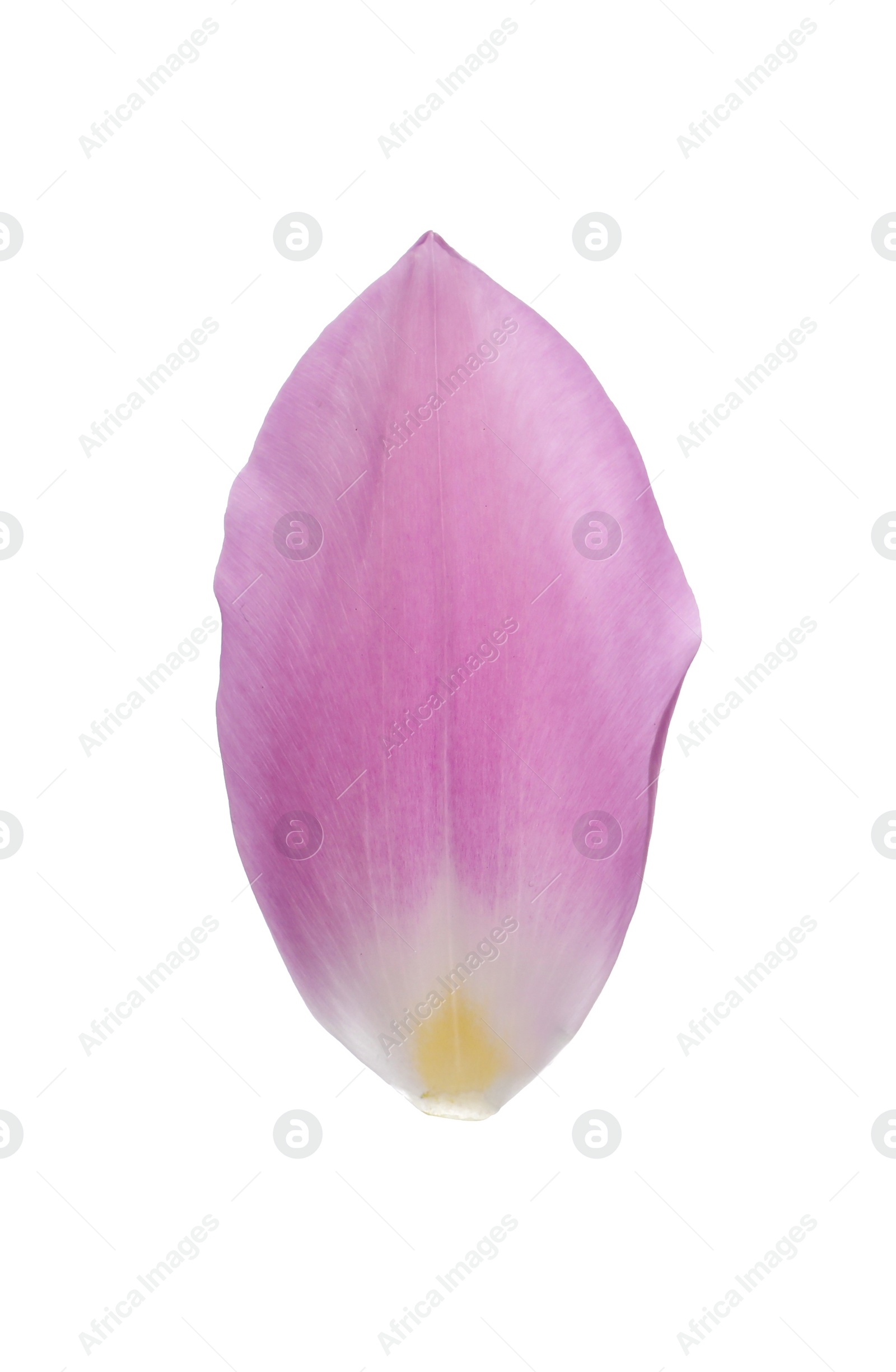 Photo of Beautiful fresh tulip petal isolated on white