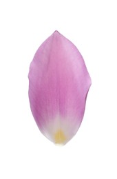 Beautiful fresh tulip petal isolated on white