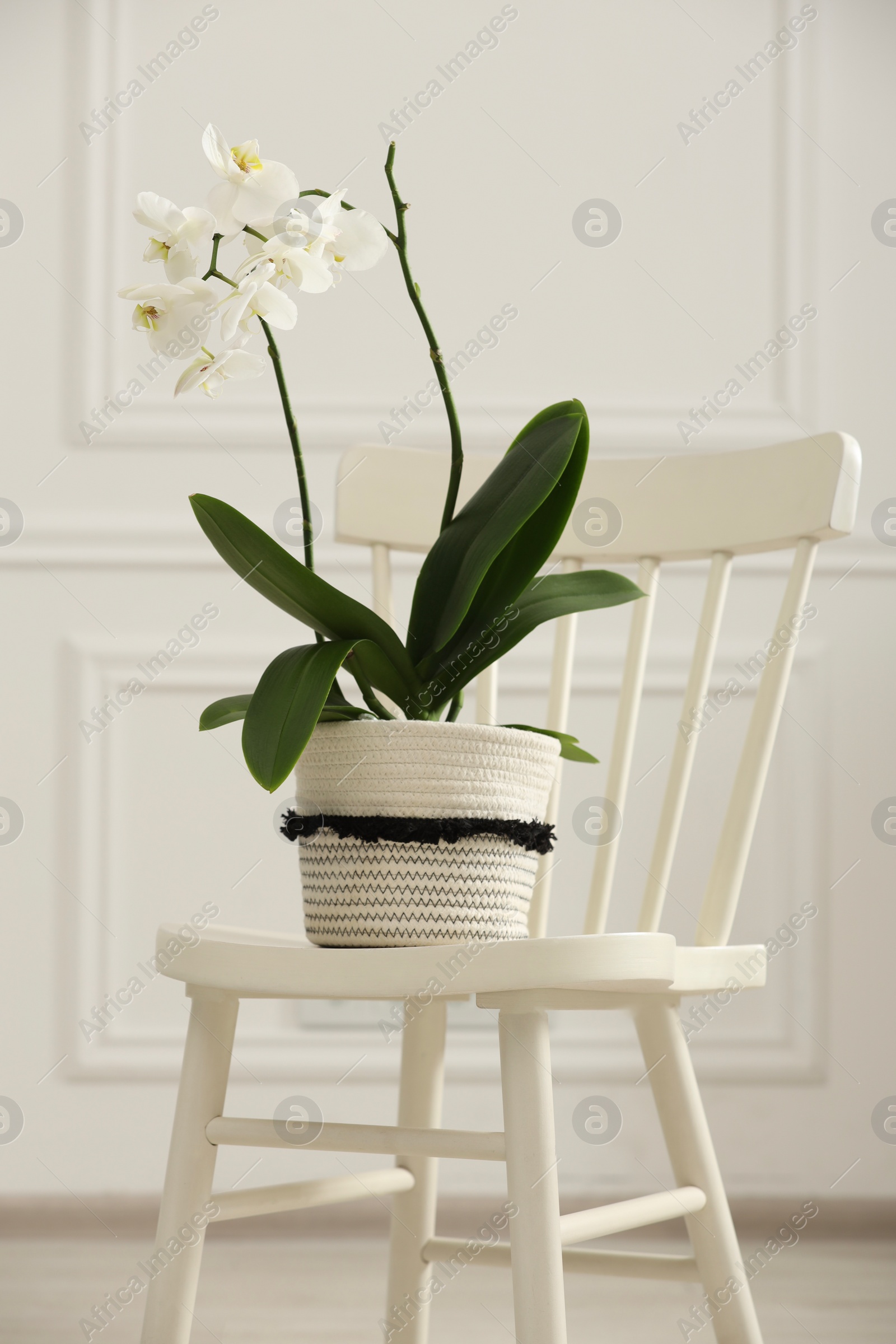 Photo of Blooming orchid flower in pot on chair near white wall indoors