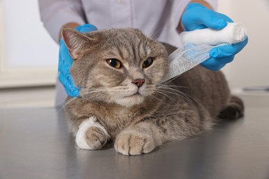Photo of Veterinarian putting bandage on ear of cute scottish straight cat at grey table, closeup