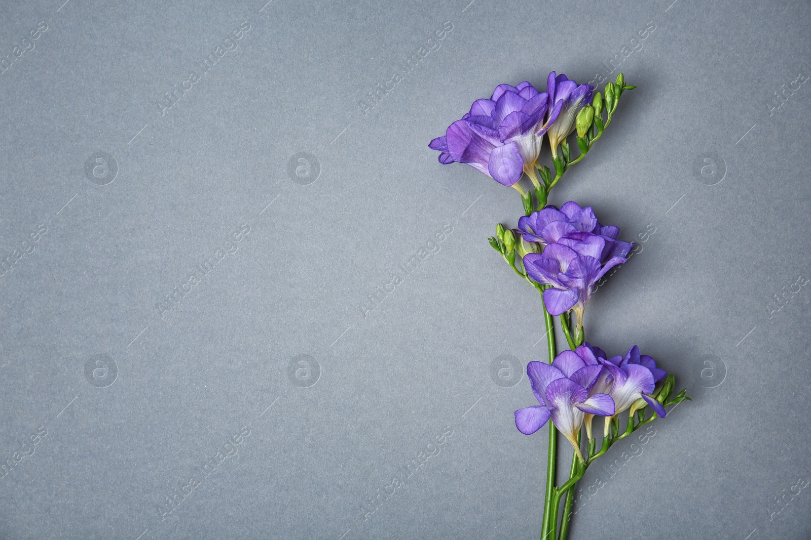 Photo of Beautiful freesia flowers on grey background