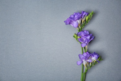 Photo of Beautiful freesia flowers on grey background