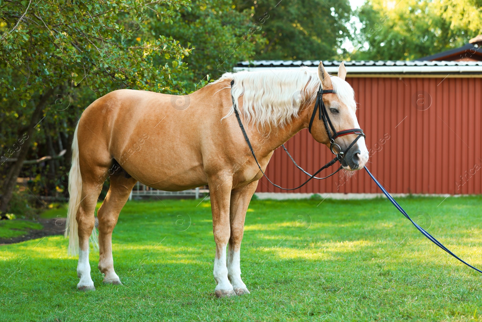 Photo of Palomino horse in bridle outdoors on sunny day