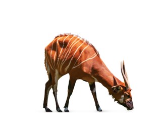 Image of Antelope bongo on white background. Wild animal