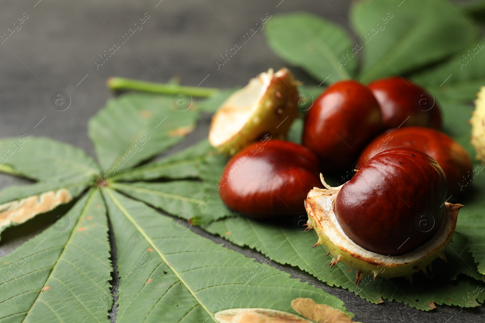 Photo of Horse chestnuts and leaves on grey table , closeup