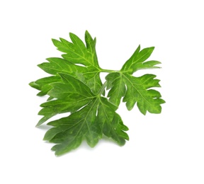 Photo of Fresh green parsley on white background