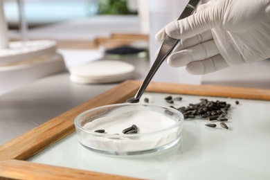 Photo of Scientist sorting sunflower seeds on glass tray at table in laboratory, closeup