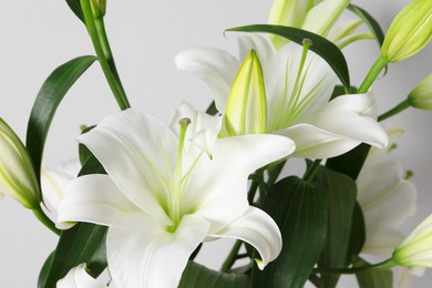 Photo of Beautiful lily flowers on white background, closeup