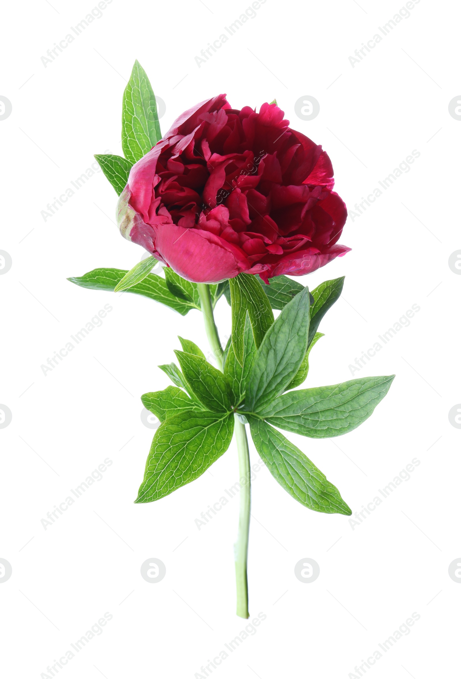 Photo of Beautiful red peony with leaves isolated on white