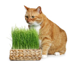 Photo of Cute ginger cat and potted green grass on white background