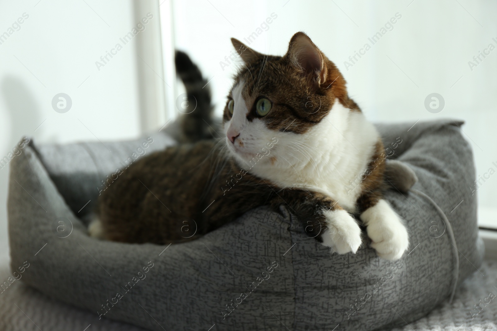 Photo of Cute cat lying on pet bed at home