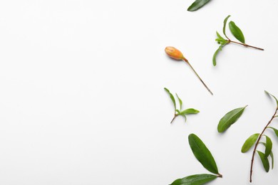 Photo of Pomegranate branches with green leaves and bud on white background, flat lay. Space for text