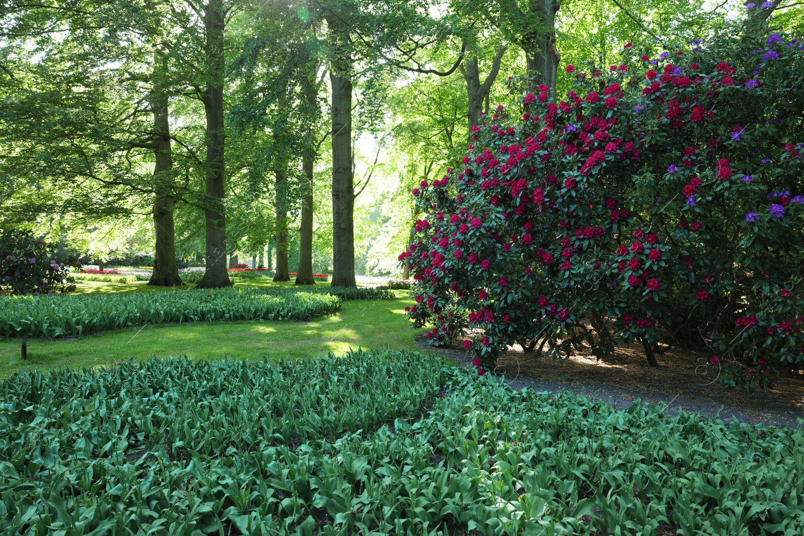 Photo of Park with beautiful flowers, trees and blooming bushes on sunny day. Spring season