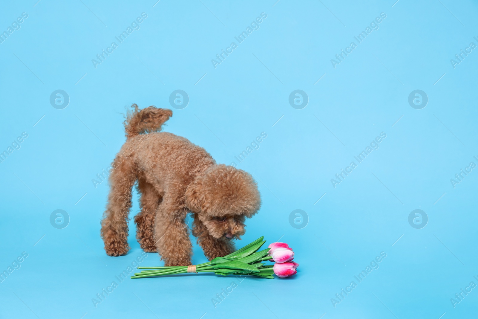 Photo of Cute Maltipoo dog and bouquet of beautiful tulips on light blue background. Space for text