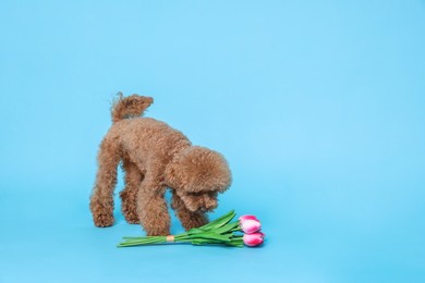 Photo of Cute Maltipoo dog and bouquet of beautiful tulips on light blue background. Space for text