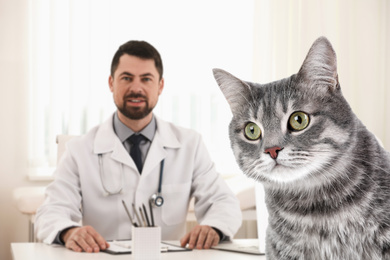 Cute tabby cat and veterinarian in office