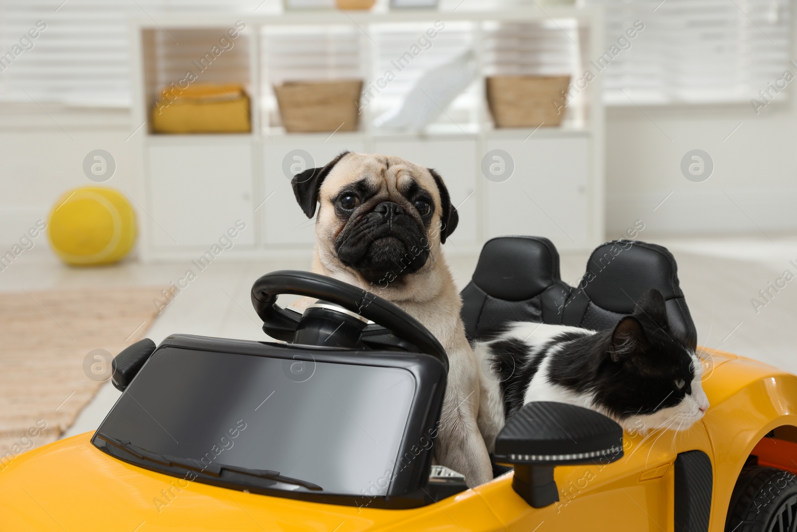 Photo of Adorable pug dog and cat in toy car indoors