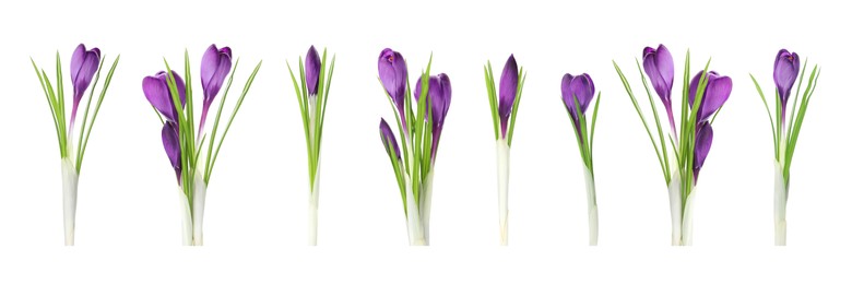 Image of Set with beautiful spring crocus flowers on white background. Banner design 