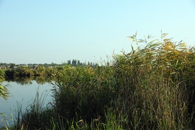 Picturesque view of riverbank overgrown with reeds on sunny day