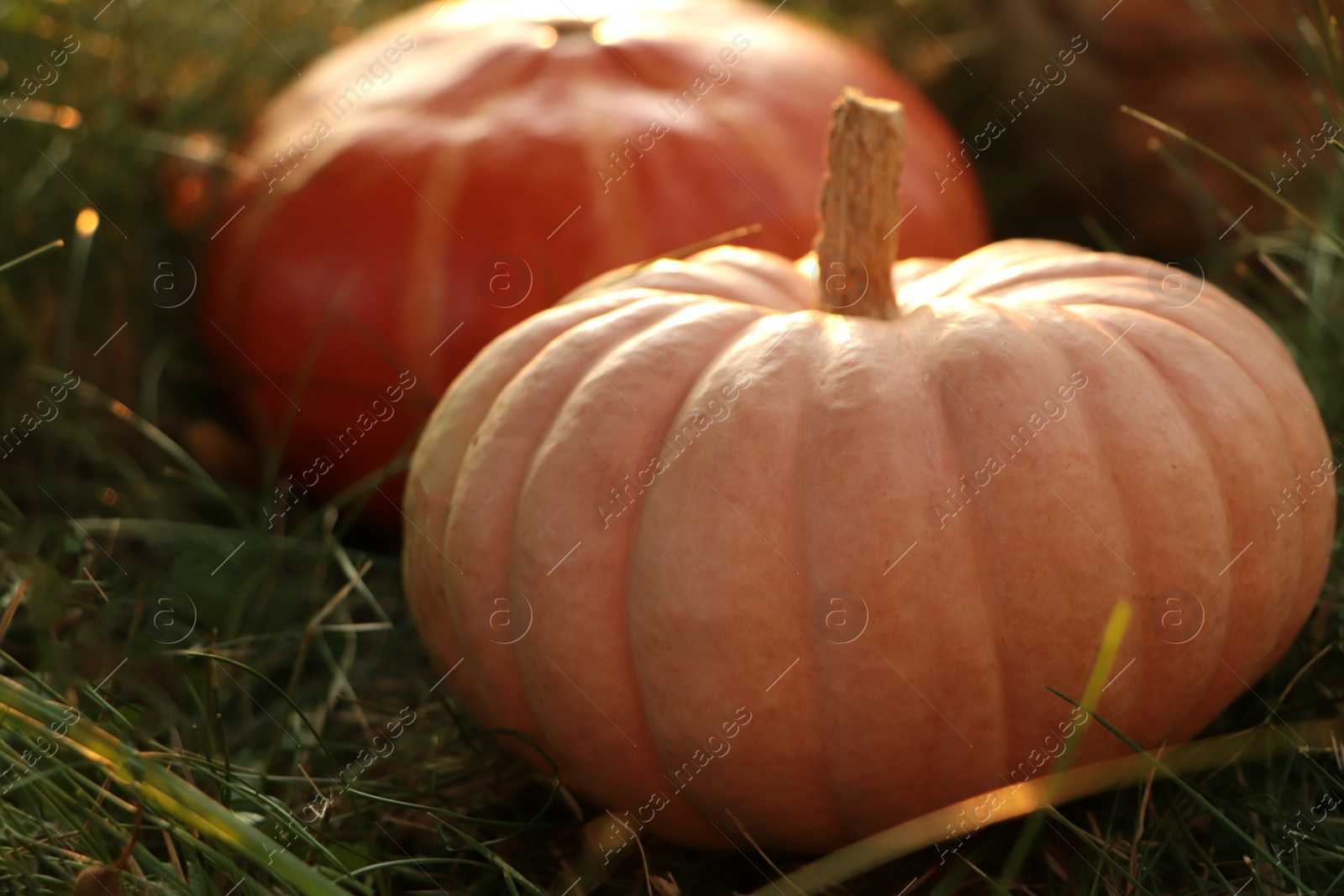 Photo of Ripe pumpkins among green grass outdoors, closeup