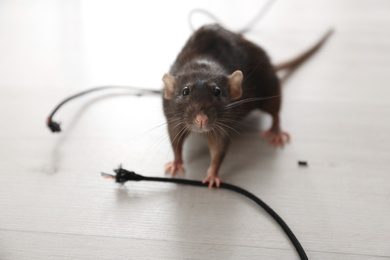 Photo of Rat near gnawed cable indoors. Pest control