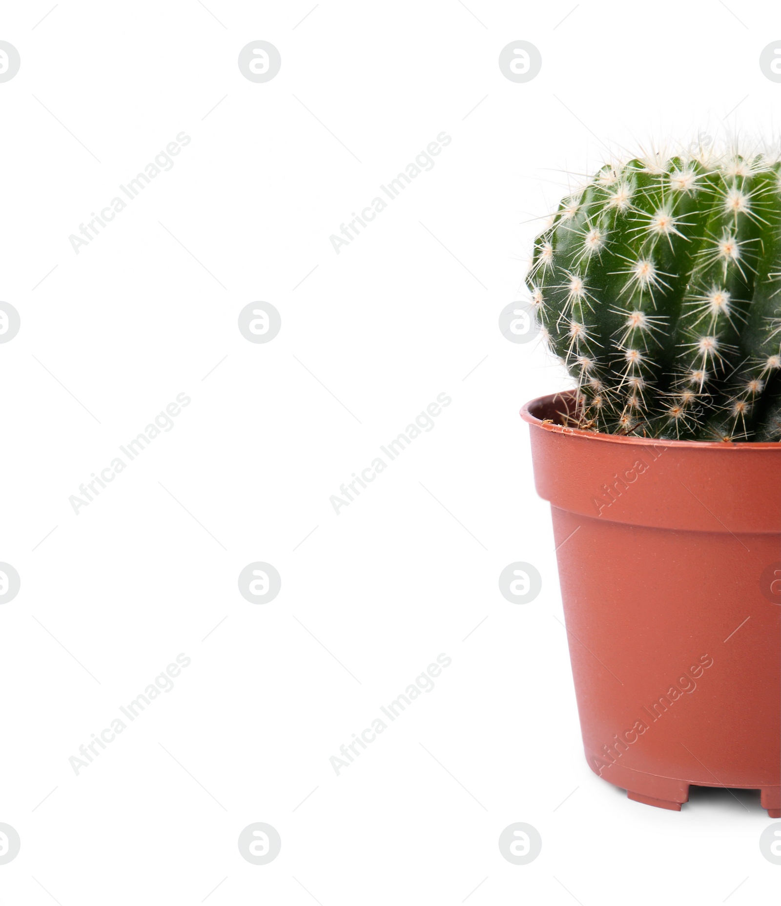 Photo of Beautiful green cactus in pot isolated on white, space for text. Tropical plant