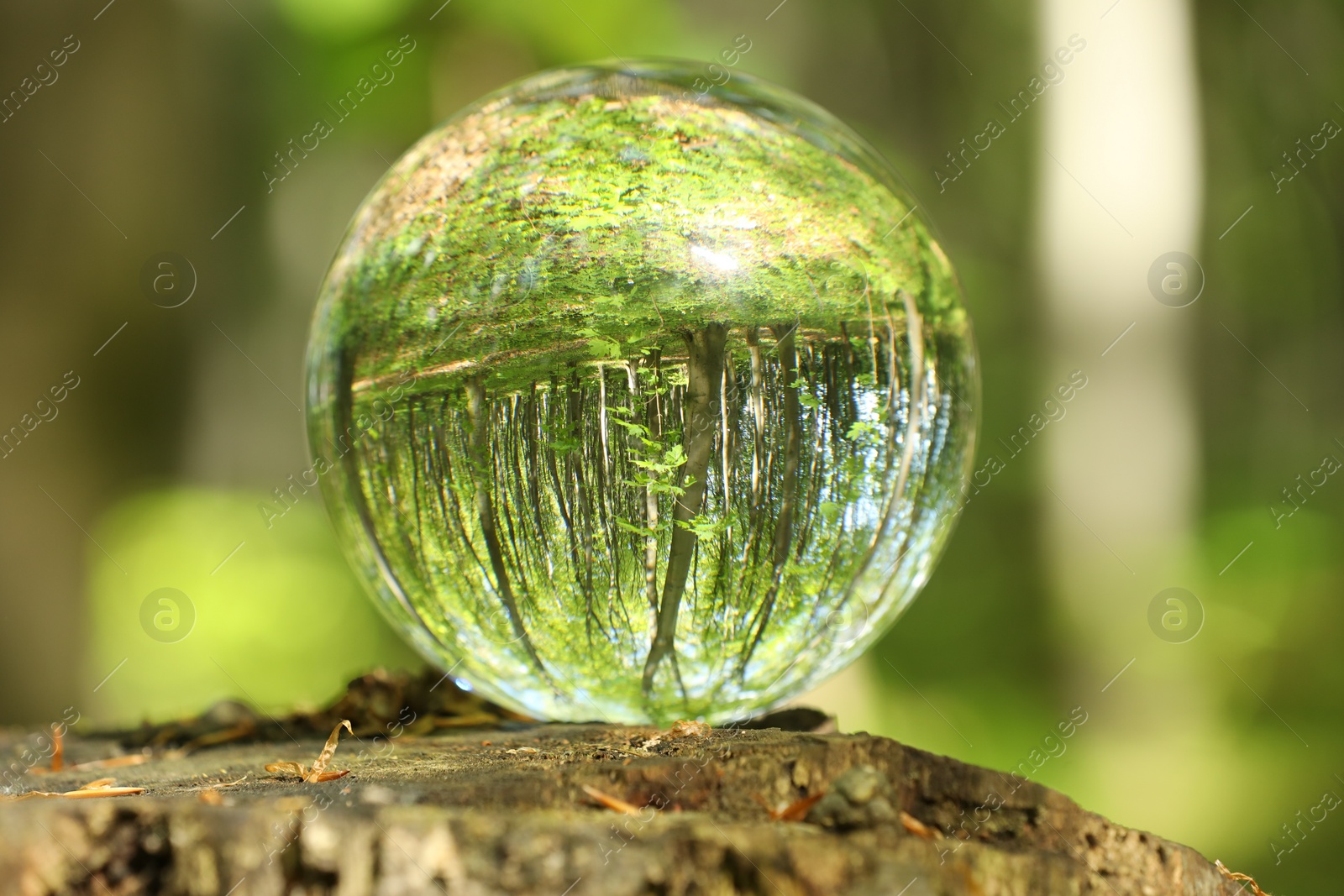 Photo of Green trees outdoors, overturned reflection. Crystal ball on stump in forest