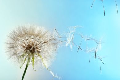 White dandelion seed head on color background