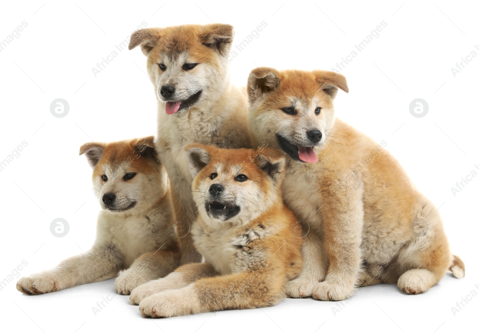 Photo of Cute akita inu puppies isolated on white