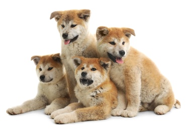 Cute akita inu puppies isolated on white