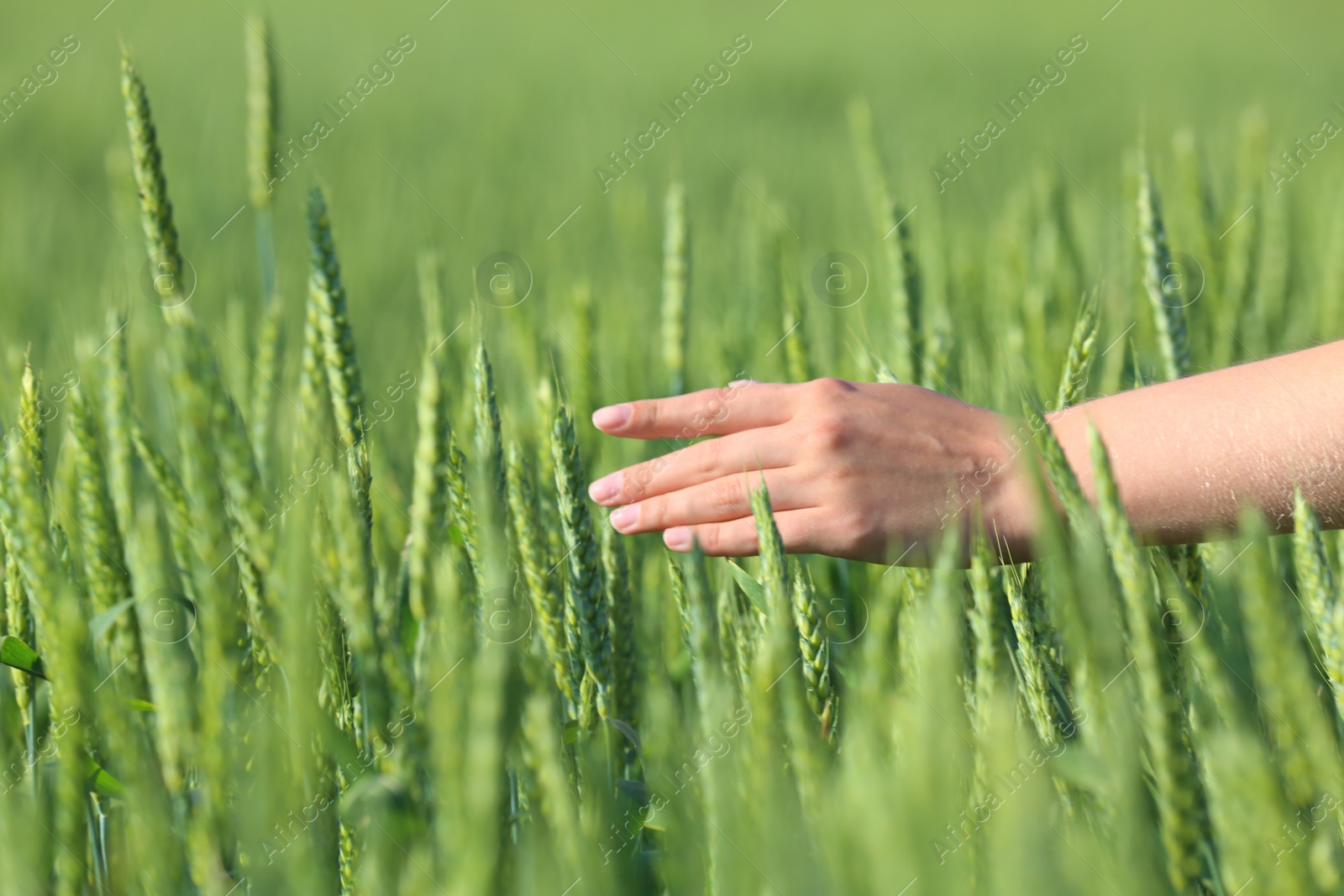 Photo of Woman in wheat field on sunny summer day, closeup on hand. Amazing nature