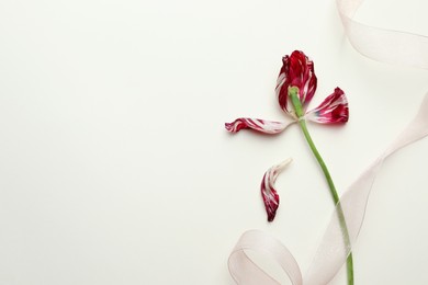 Photo of Red tulip and ribbon on beige background, flat lay with space for text. Menopause concept