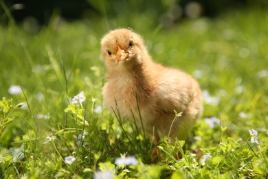 Cute chick on green grass outdoors, closeup. Baby animal