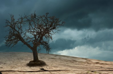 Dry tree among desert parched soil under cloudy sky. Landscape symbolizing climate change