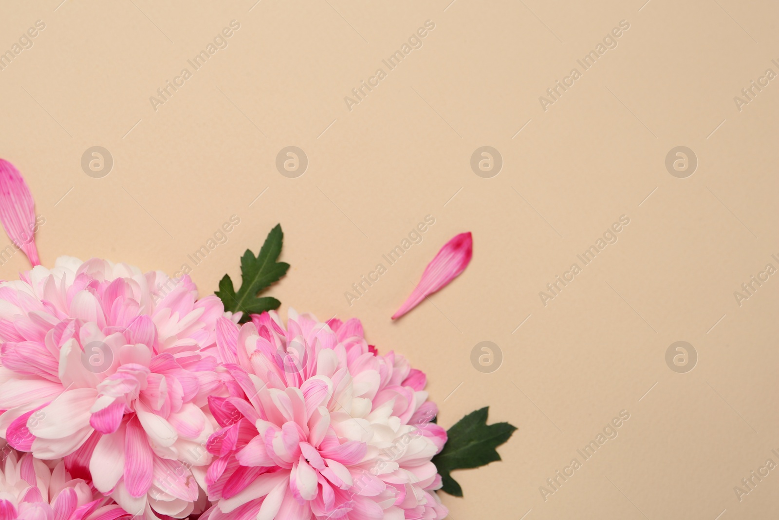 Photo of Beautiful chrysanthemums with leaves on beige background, flat lay. Space for text