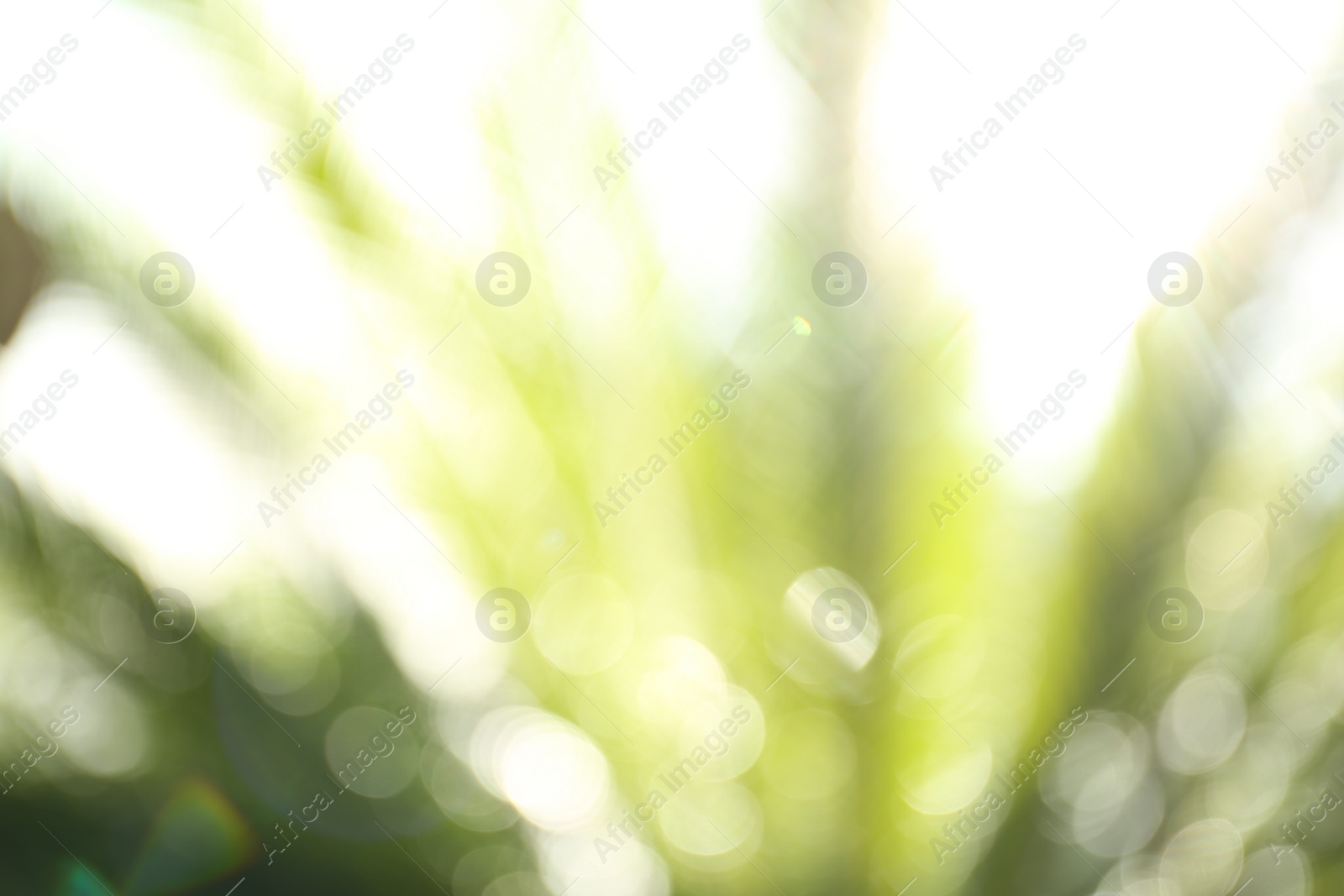 Photo of Blurred view of palm leaves on sunny day outdoors. Bokeh effect