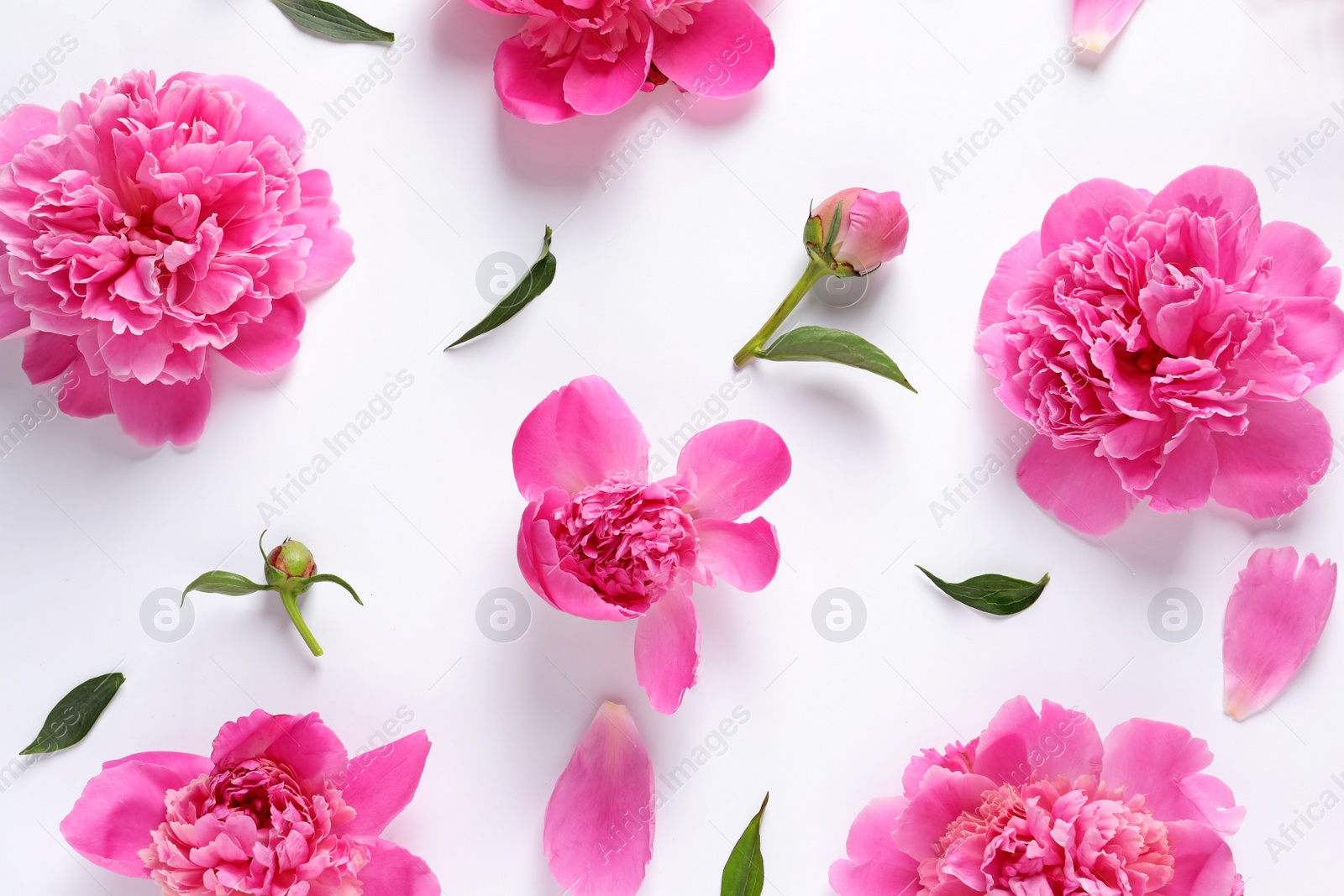 Photo of Beautiful peony flowers on white background, top view